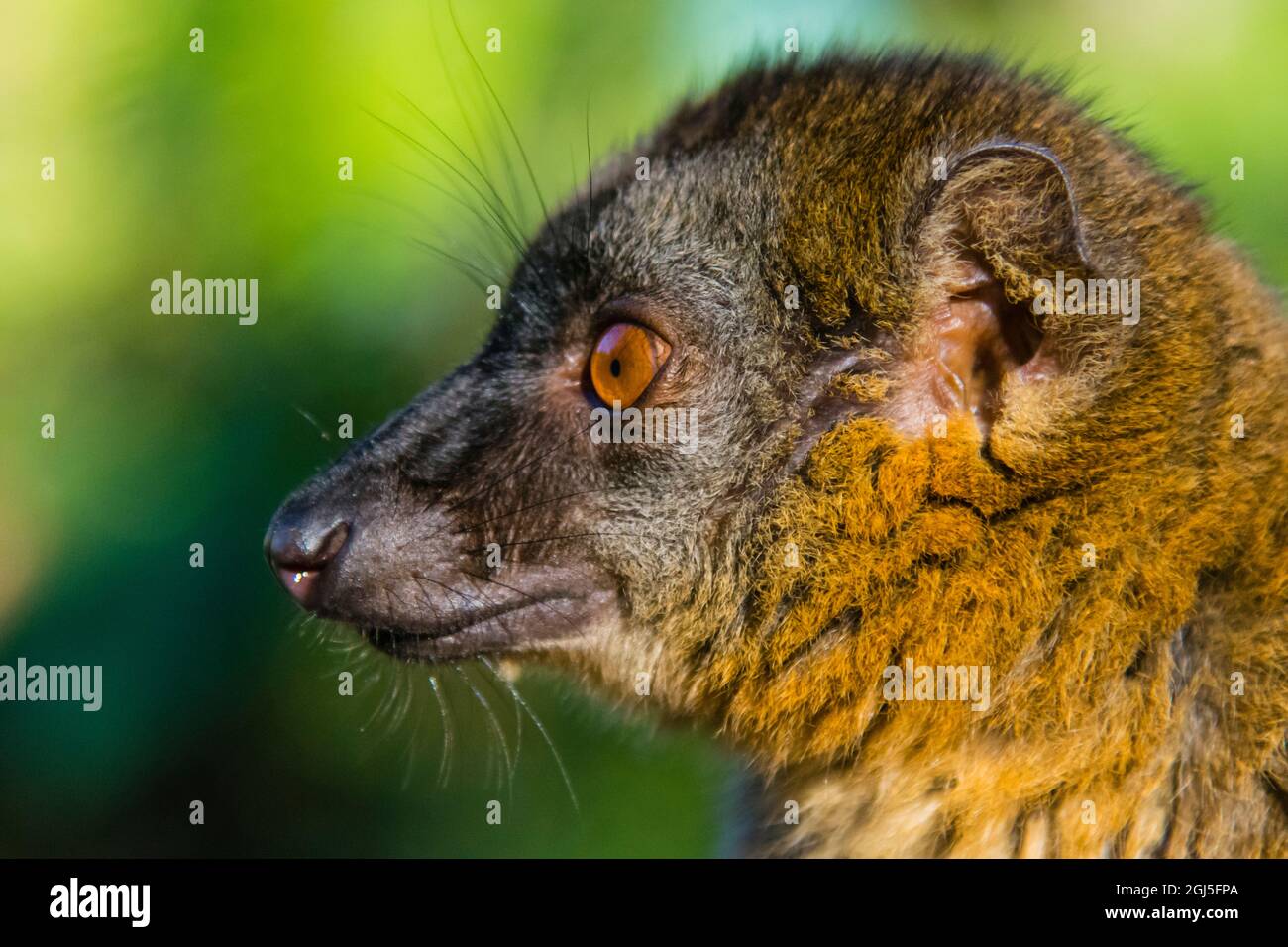 Madagaskar, Andasibe, Vakona Lodge, Lemur Island. Gewöhnlicher brauner Lemur. Stockfoto