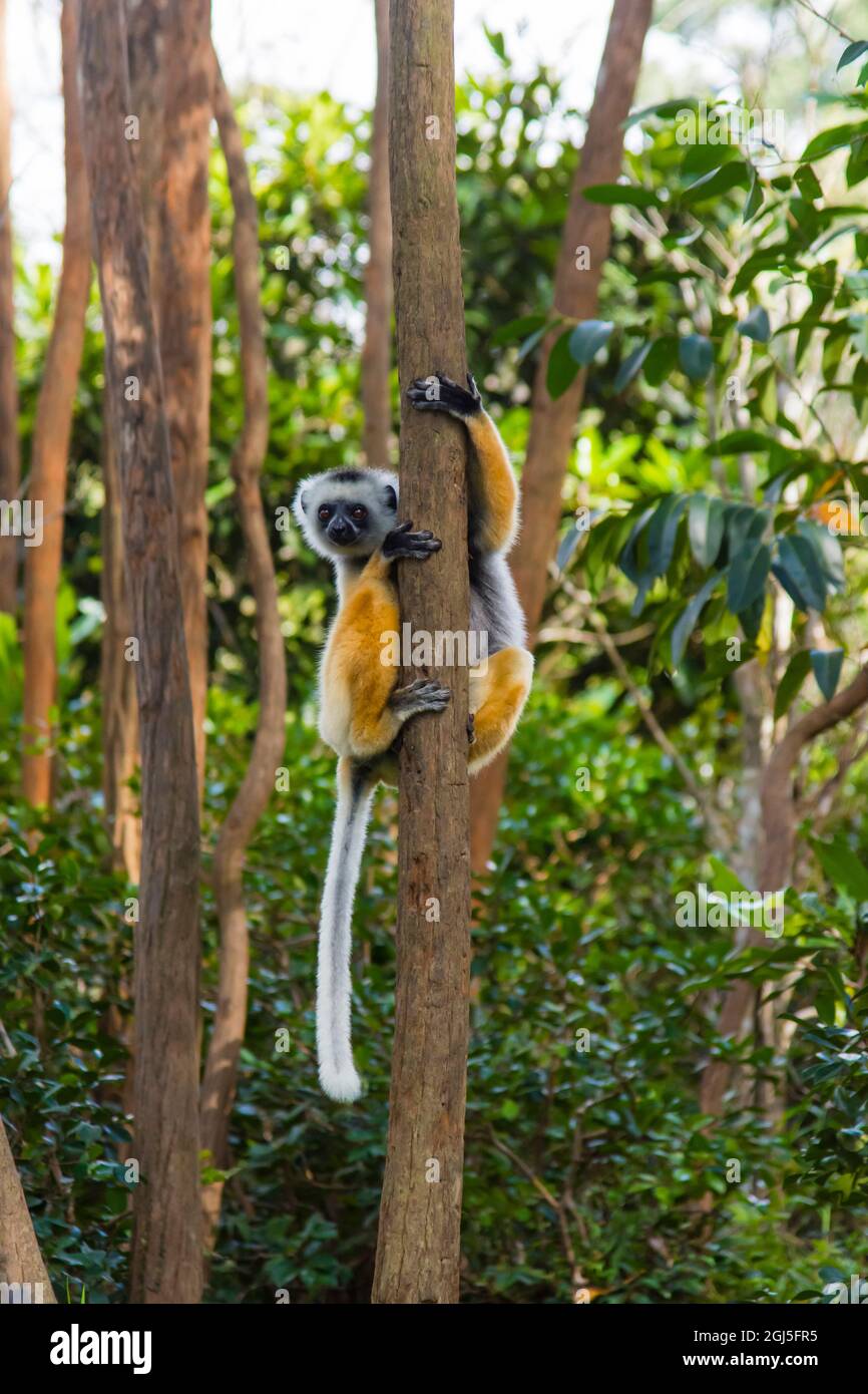 Madagaskar, Andasibe, Vakona Lodge, Lemur Island. Diademed sifaka (Propithecus diadema) in einem Baum. Stockfoto