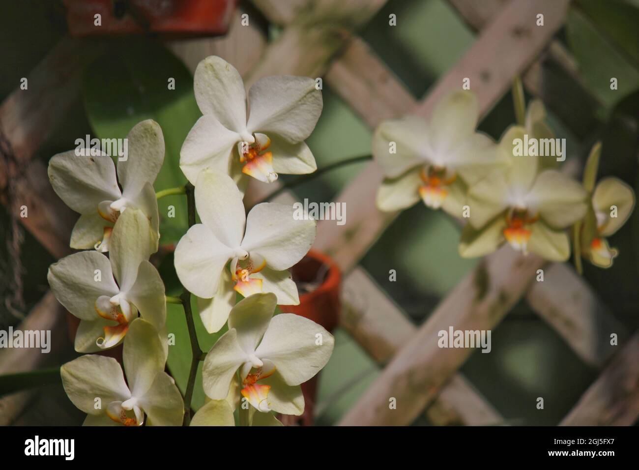 Wunderschöne Mottenorchideen und Blumen wachsen auf der sonnigen Sommerwiese. Stockfoto