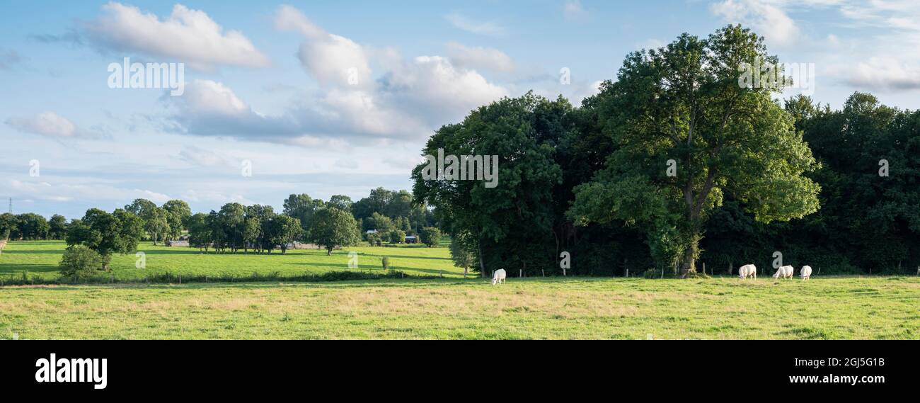 Kühe und Bäume in der Nähe von Wiesen mit Kühen im französischen Naturpark boucles de la seine zwischen rouen und le havre in frankreich Stockfoto