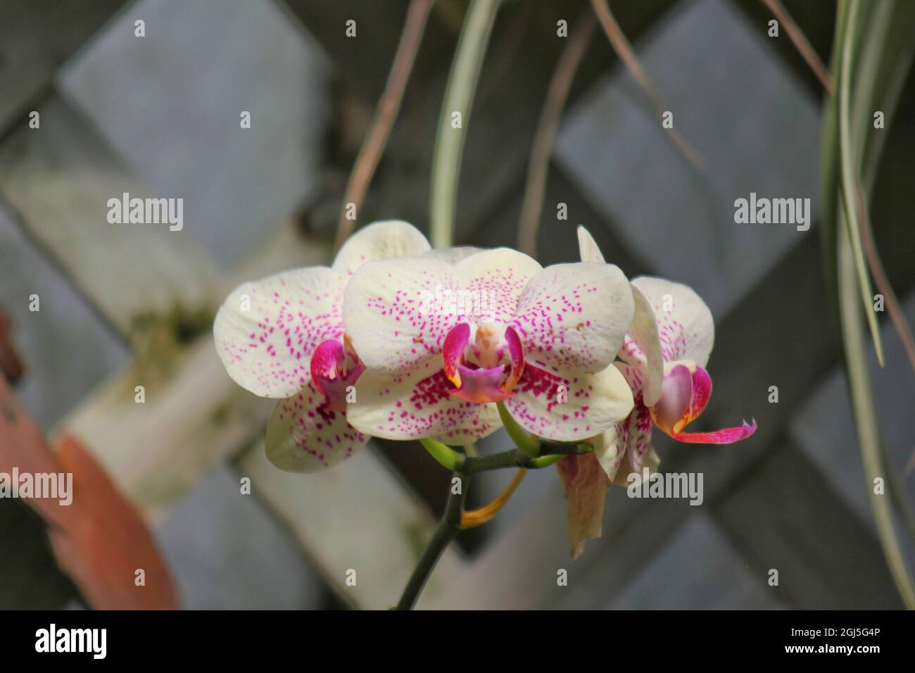 Wunderschöne Mottenorchideen und Blumen wachsen auf der sonnigen Sommerwiese. Stockfoto