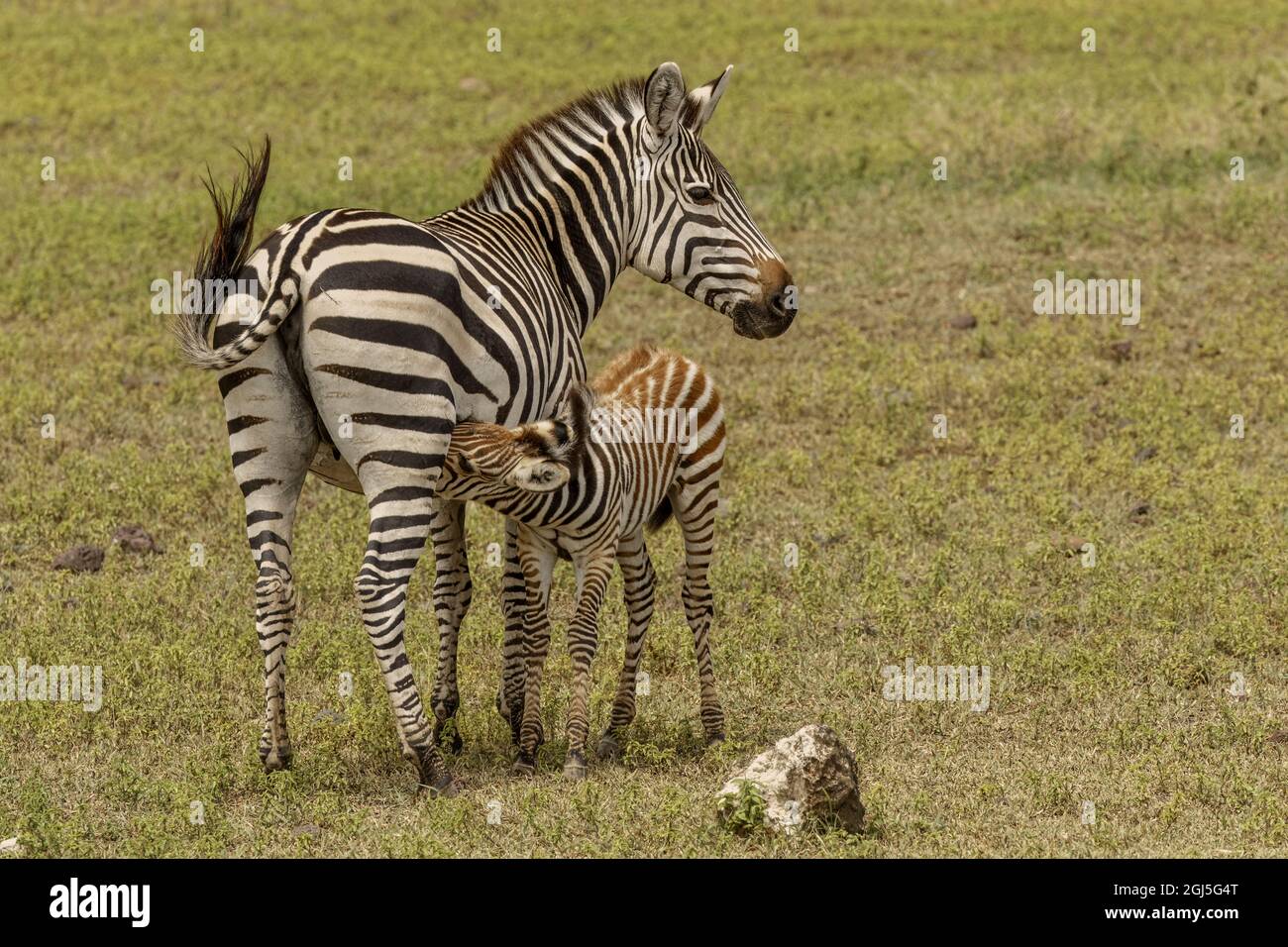 Baby Burchells Zebrapflege, Ngorongoro Kraterboden, Tansania, Afrika. Stockfoto