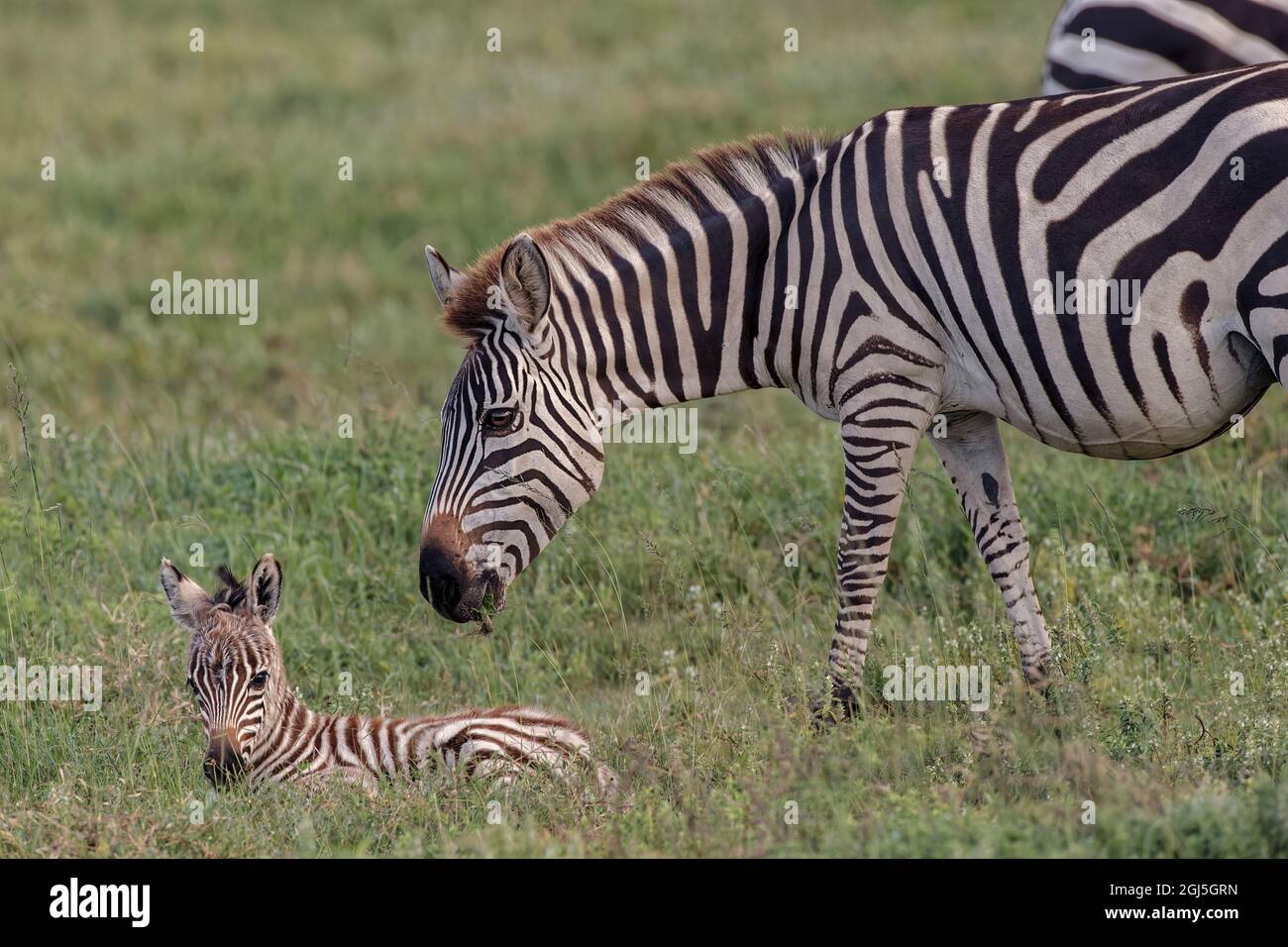 Baby Zebra Fohlen mit Mutter, Serengeti Nationalpark, Tansania, Afrika Stockfoto