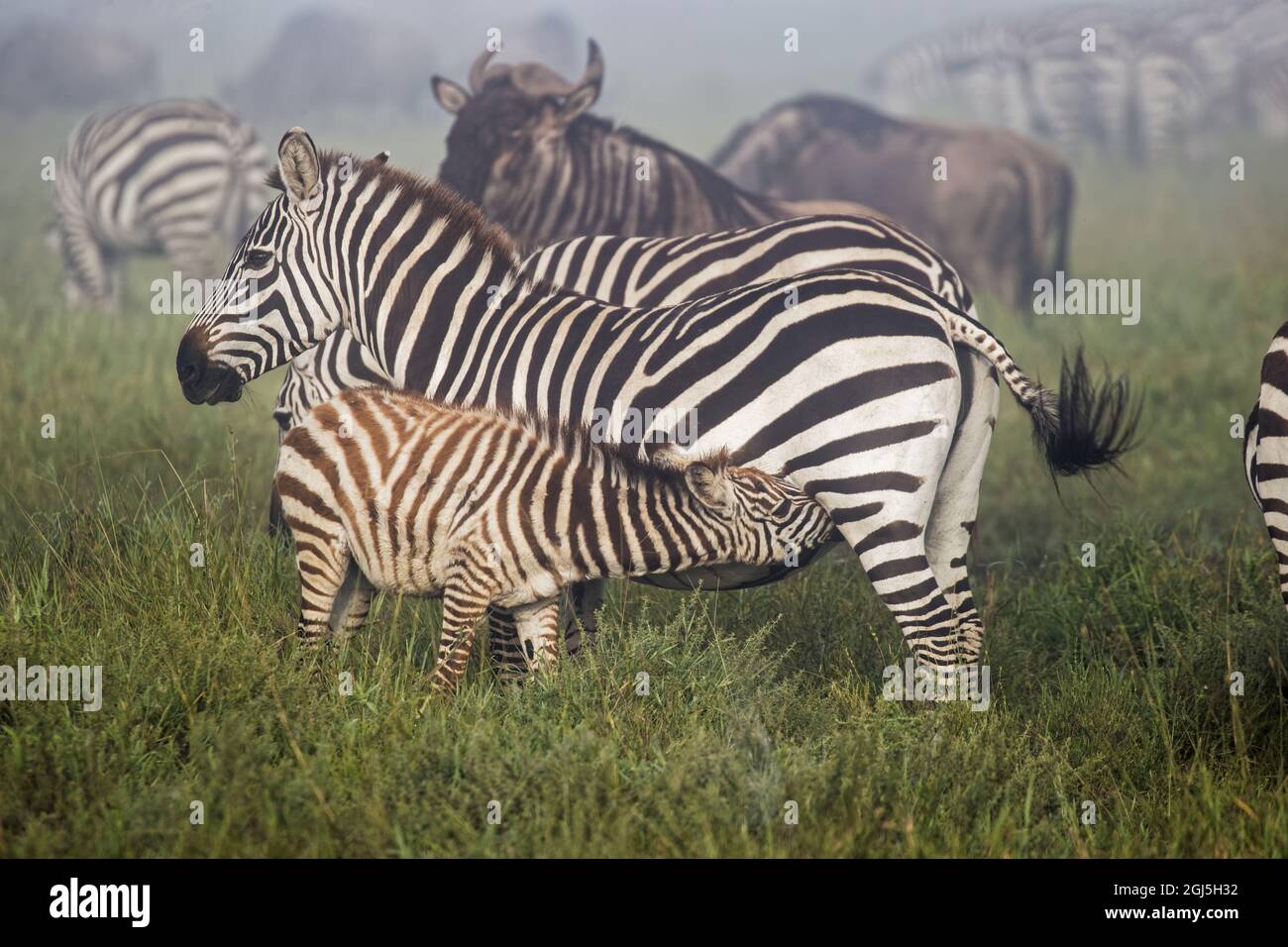 Burchells Zebra stillt am nebligen Morgen während der Migration mit Gnus, Serengeti National Park, Tansania, Afrika Stockfoto