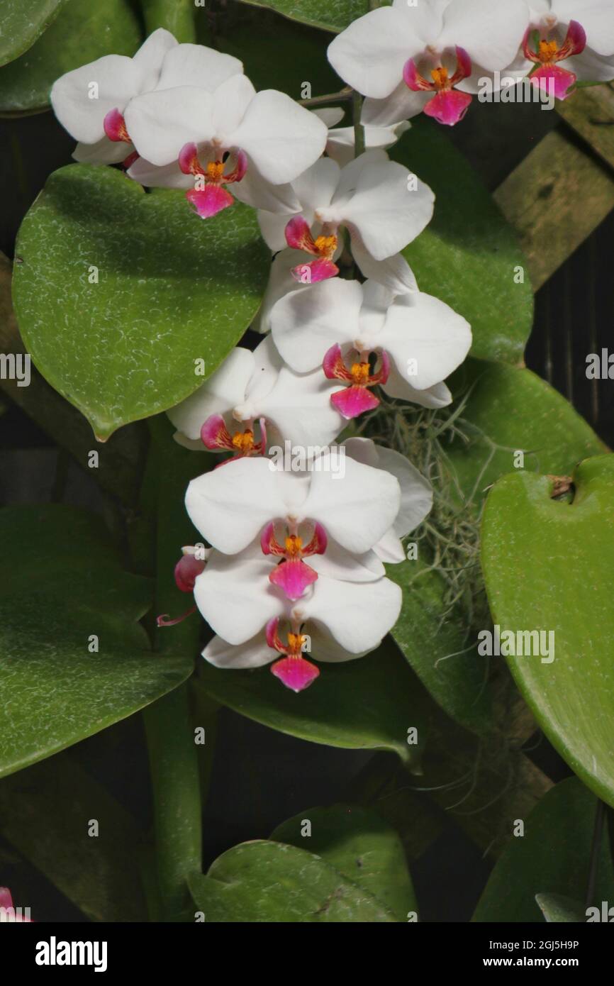 Wunderschöne Mottenorchideen und Blumen wachsen auf der sonnigen Sommerwiese. Stockfoto