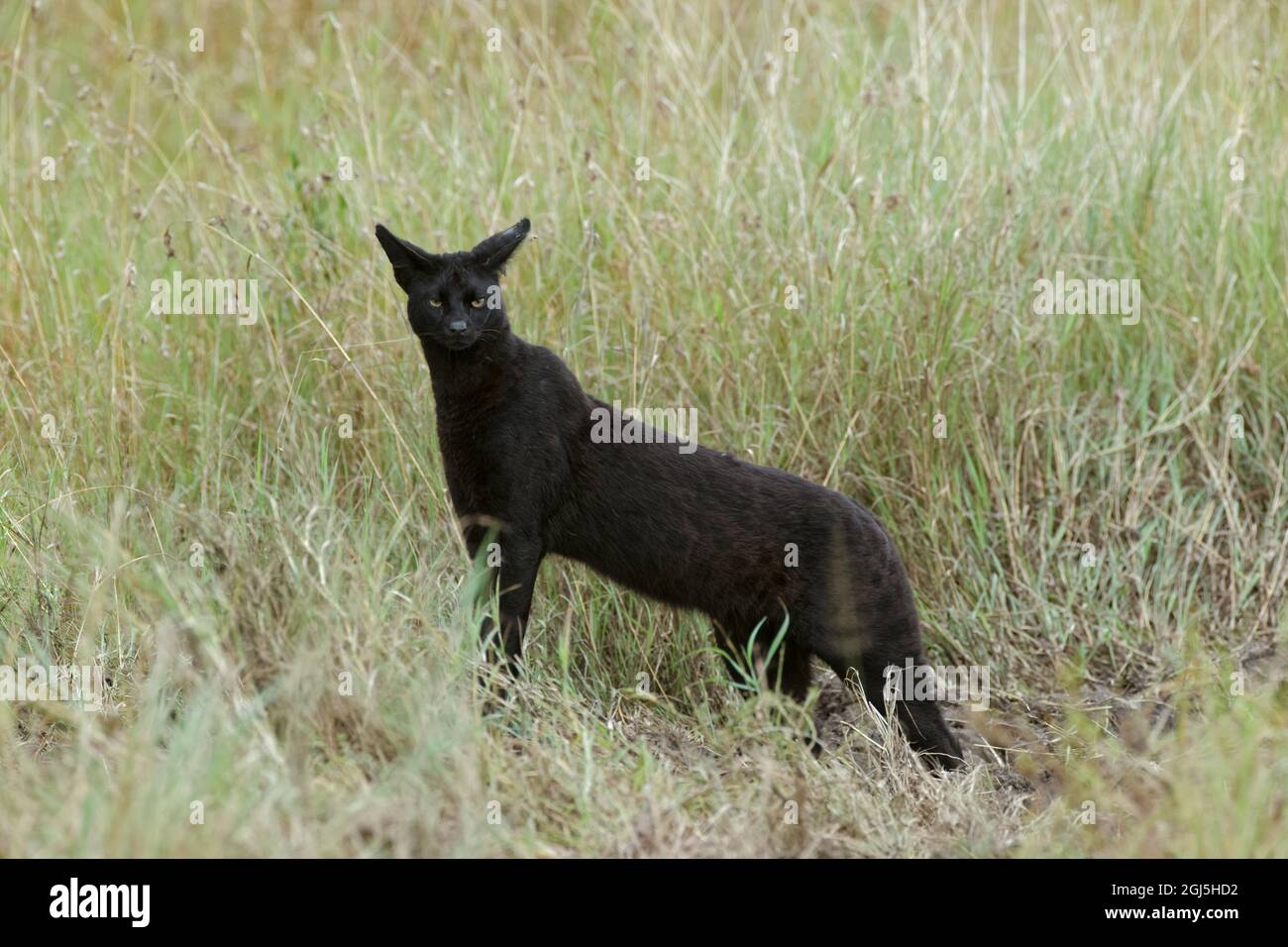 Melanistischer serval -Fotos und -Bildmaterial in hoher Auflösung – Alamy