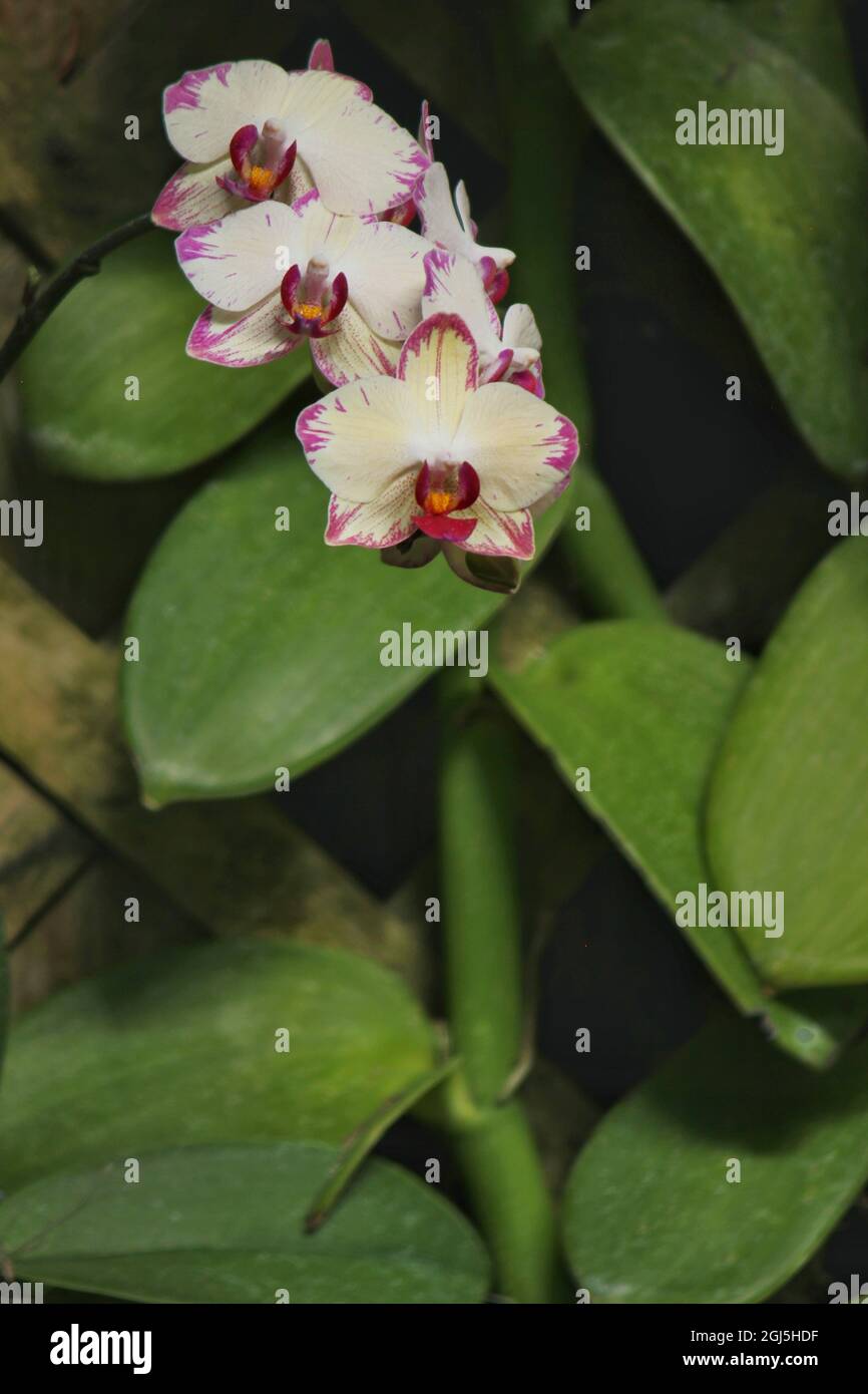 Wunderschöne Mottenorchideen und Blumen wachsen auf der sonnigen Sommerwiese. Stockfoto