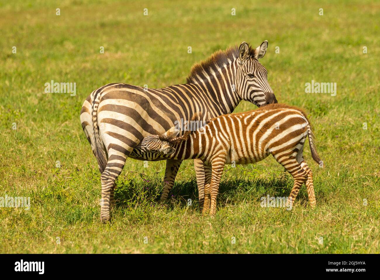 Afrika, Tansania, Krater Von Ngorongoro. Zebra junge Krankenschwester. Kredit als: Cathy & Gordon Illg / Jaynes Gallery / DanitaDelimont.com Stockfoto