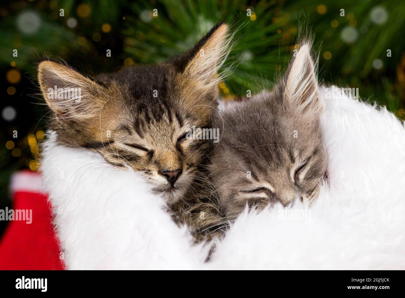Zwei Weihnachtskätzchen schlafen in einer weichen weißen Decke. Schöne Karte zum Gratulation Stockfoto