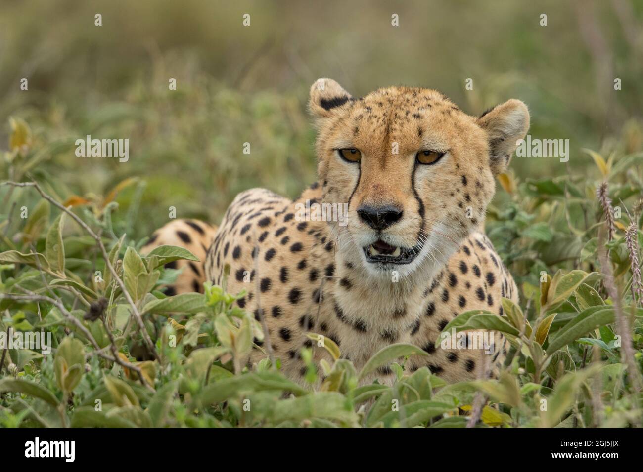 Tansania, Ngorongoro Conservation Area, Erwachsenen Geparden (Acinonyx jubatas) fängt seine Atem nach jagen Gnus Kalb auf ndutu Plains Stockfoto