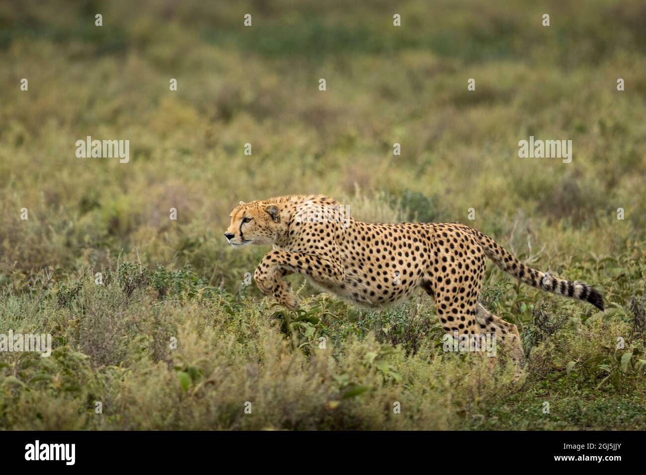 Tansania, Ngorongoro Conservation Area, Erwachsenen Geparden (Acinonyx jubatas) beginnt beim Jagen Gnus Kalb auf ndutu Plains Stockfoto