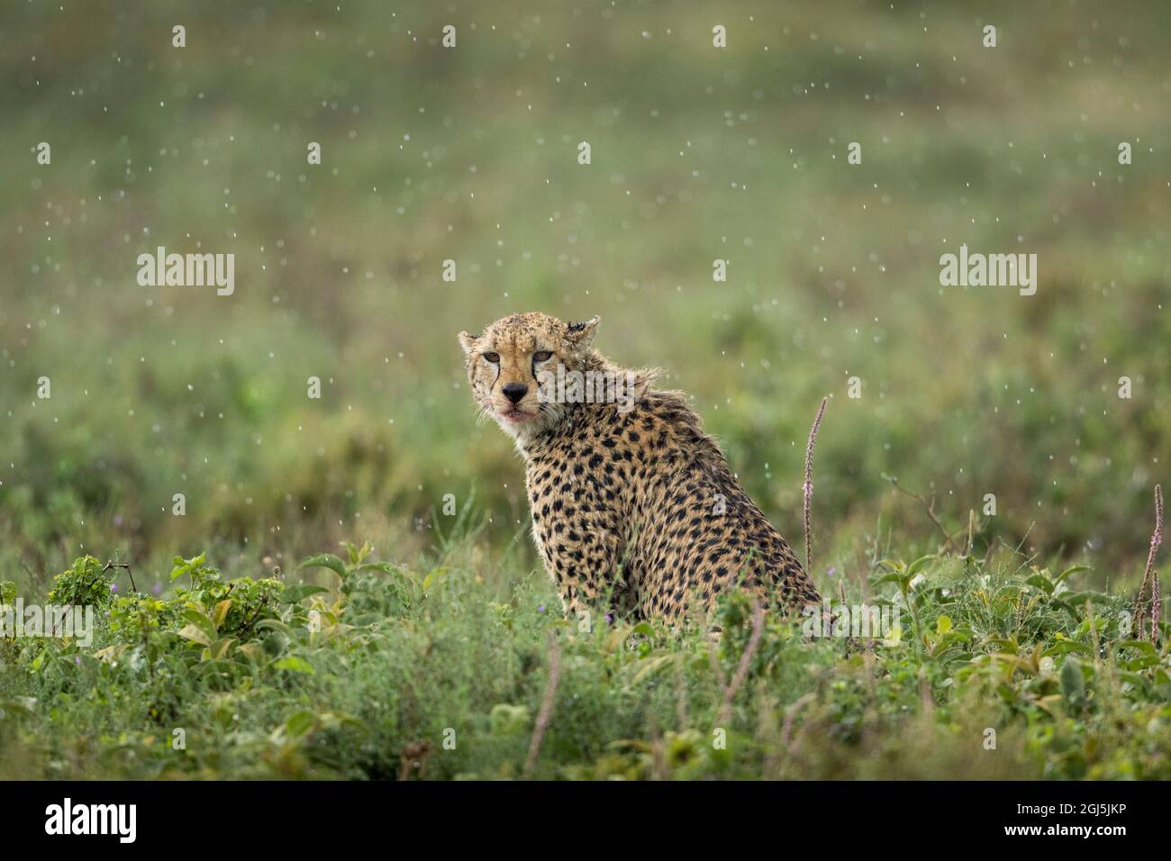 Tansania, Ngorongoro Conservation Area, Erwachsenen Geparden (Acinonyx jubatas) Ausruhen nach der Jagd im schweren Regen auf ndutu Plains Dusche Stockfoto