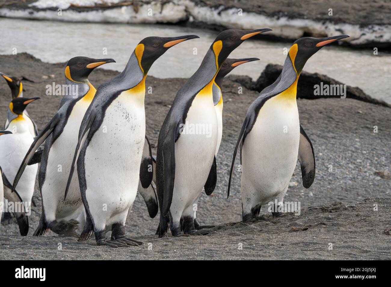 Antarktis, Südgeorgien, Rechts Whale Bay. Königspinguine am Strand. Kredit wie: Don Grall / Jaynes Gallery / DanitaDelimont.com Stockfoto