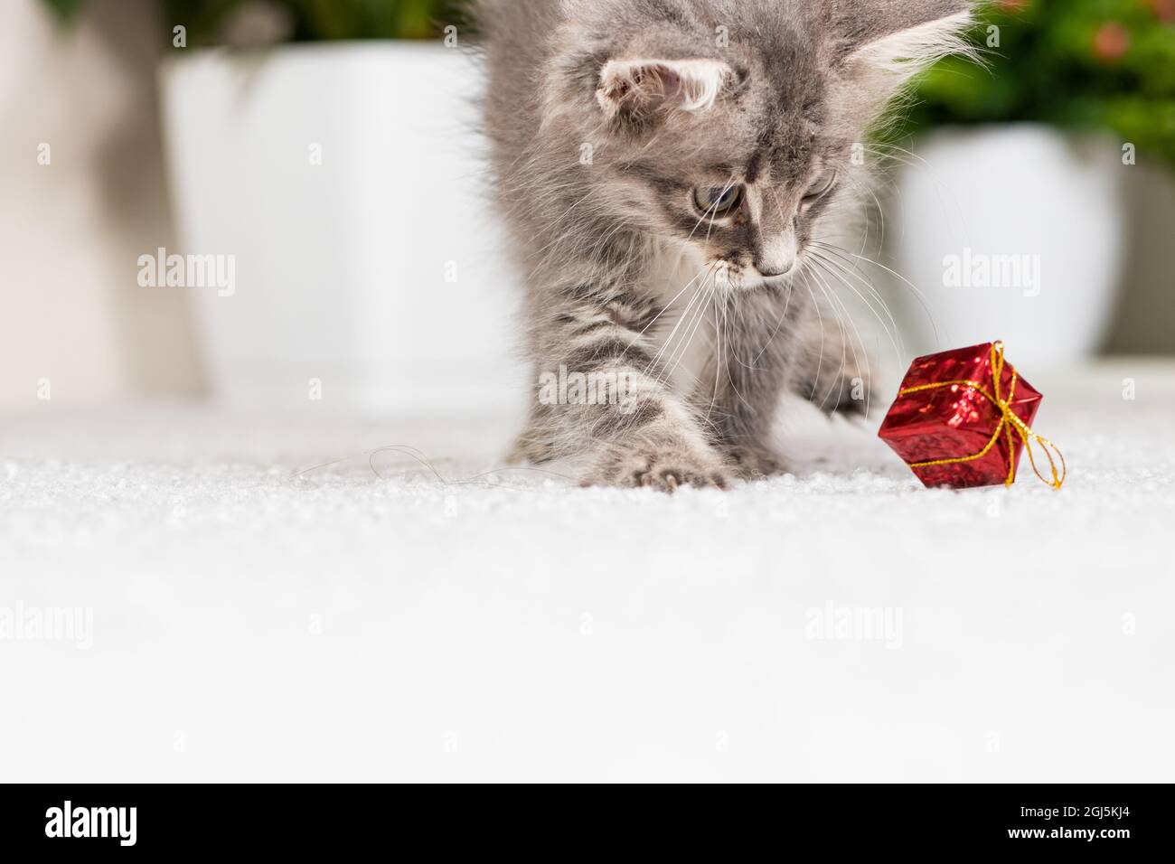 Ein flauschiges graues Kätzchen spielt zu Hause mit einer Geschenkbox auf grauem Hintergrund. Spielzeug und Waren für Tiere, Tierhandlung. Stockfoto