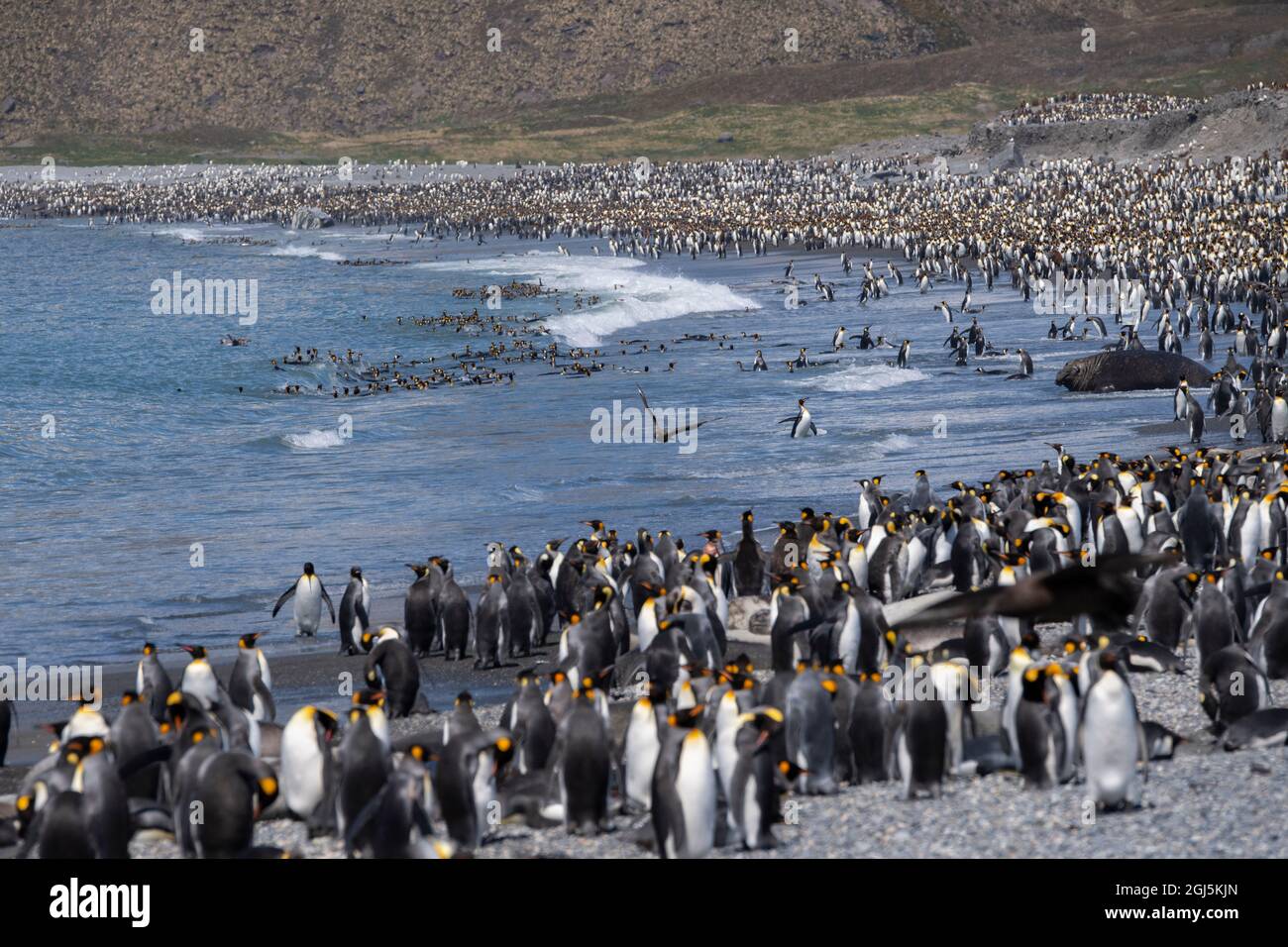 South Georgia, St. Andrews Bay. Die Heimat der größten König Pinguin Kolonie in South Georgia. Ansicht der dicht besiedelten Küste gefüllt mit King penguin Stockfoto