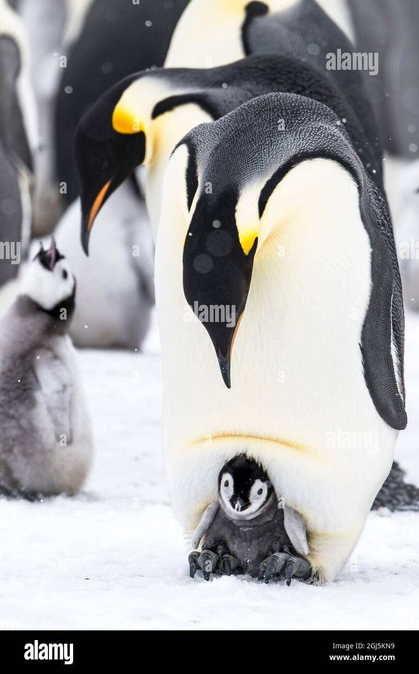 Snow Hill Island, Antarktis. Kaiserpinguin-Elternteil mit Küken auf den Füßen in Bruttasche gesteckt. Stockfoto