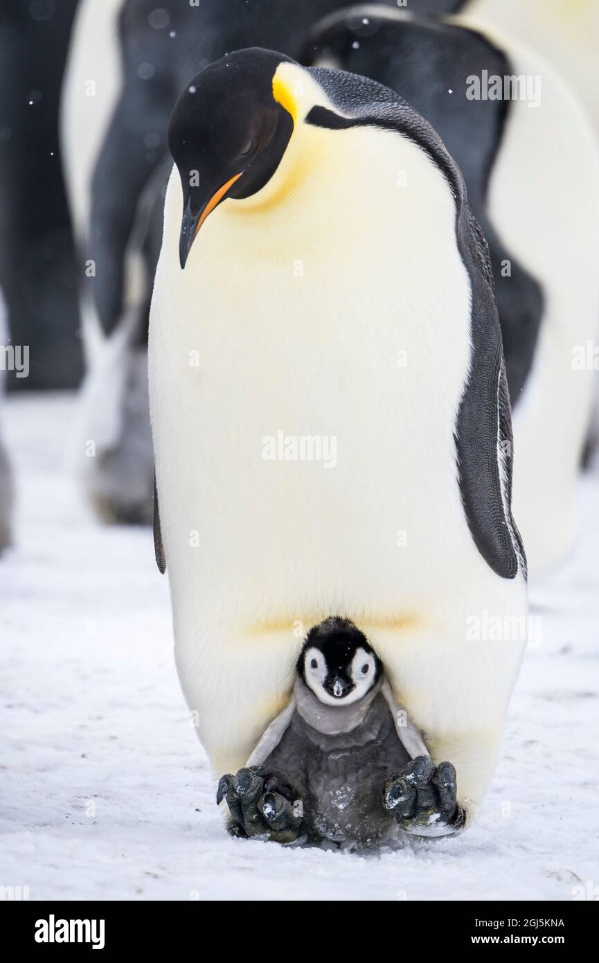 Snow Hill Island, Antarktis. Kaiserpinguin-Elternteil mit Küken auf den Füßen in Bruttasche gesteckt. Stockfoto