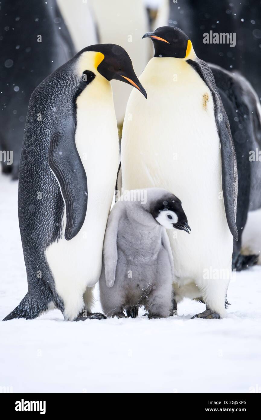 Snow Hill Island, Antarktis. Ein Paar Kaiserpinguine verbindet sich mit ihrem Küken und beschützt es. Stockfoto