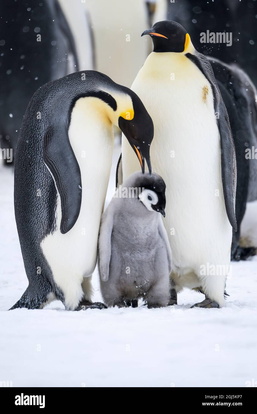 Snow Hill Island, Antarktis. Ein Paar Kaiserpinguine verbindet sich mit ihrem Küken und beschützt es. Stockfoto