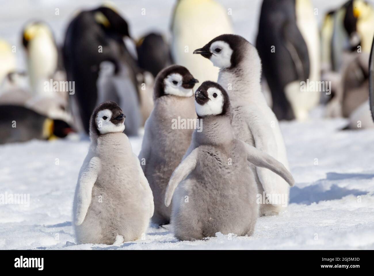 Antarktis, Snow Hill. Eine Gruppe von Kaiserpinguinküken huddle zusammen, während sie mit den Flügeln flattern. Stockfoto