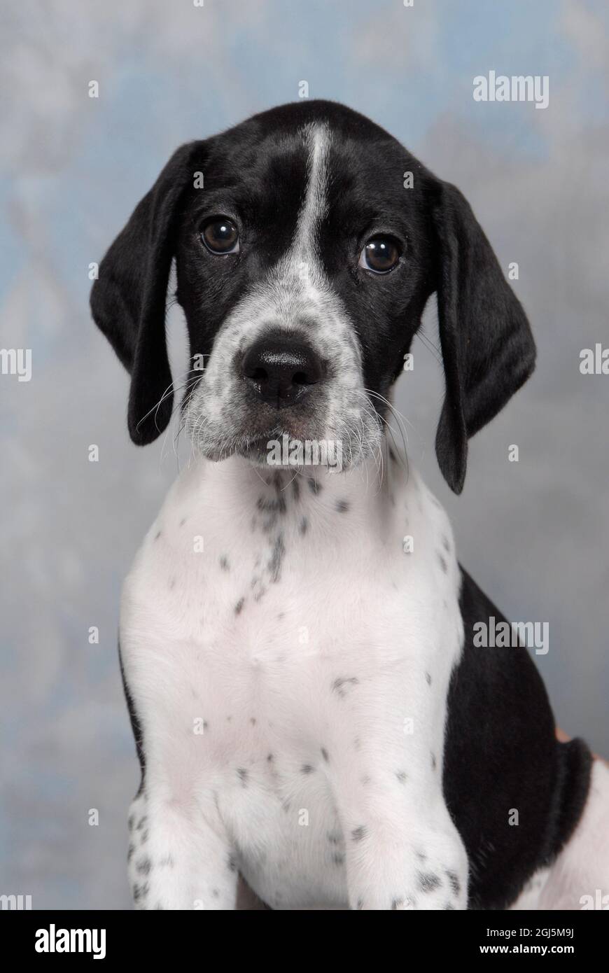 Englisch Pointer Welpe Stockfoto