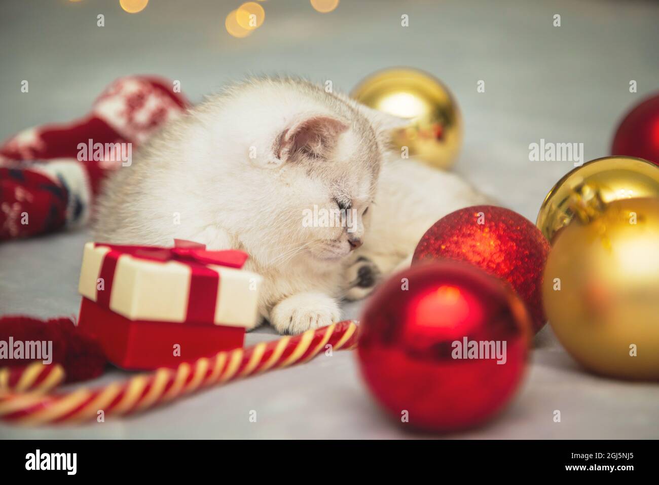 Weißes britisches Kätzchen spielt auf einer Decke mit weihnachtlichen Accessoires - Lollipop, Socken, Geschenke, Weihnachtskugeln. Festliche Stimmung. Warten auf das Holid Stockfoto