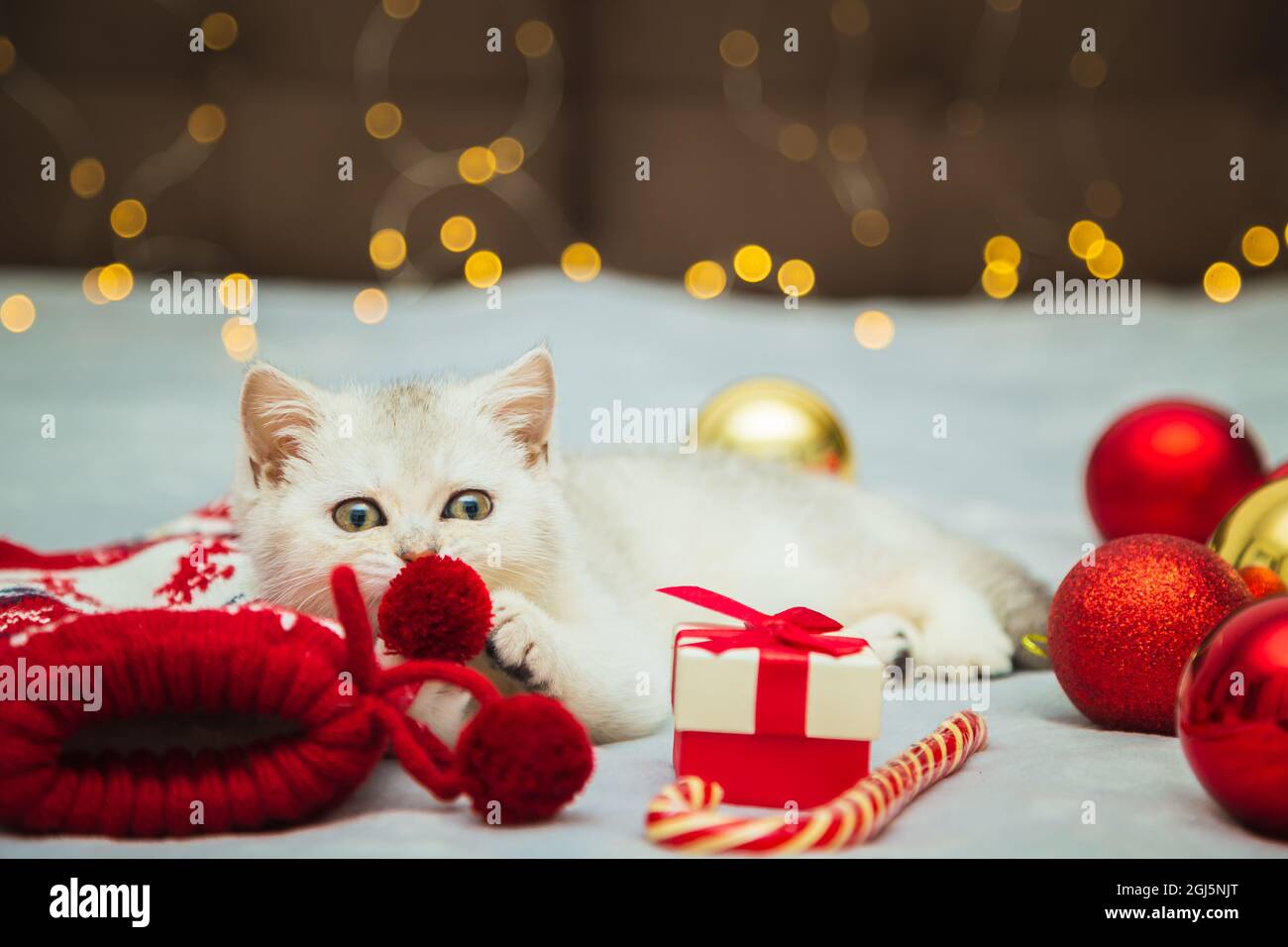 Weißes britisches Kätzchen spielt auf einer Decke mit weihnachtlichen Accessoires - Lollipop, Socken, Geschenke, Weihnachtskugeln. Festliche Stimmung. Warten auf das Holid Stockfoto