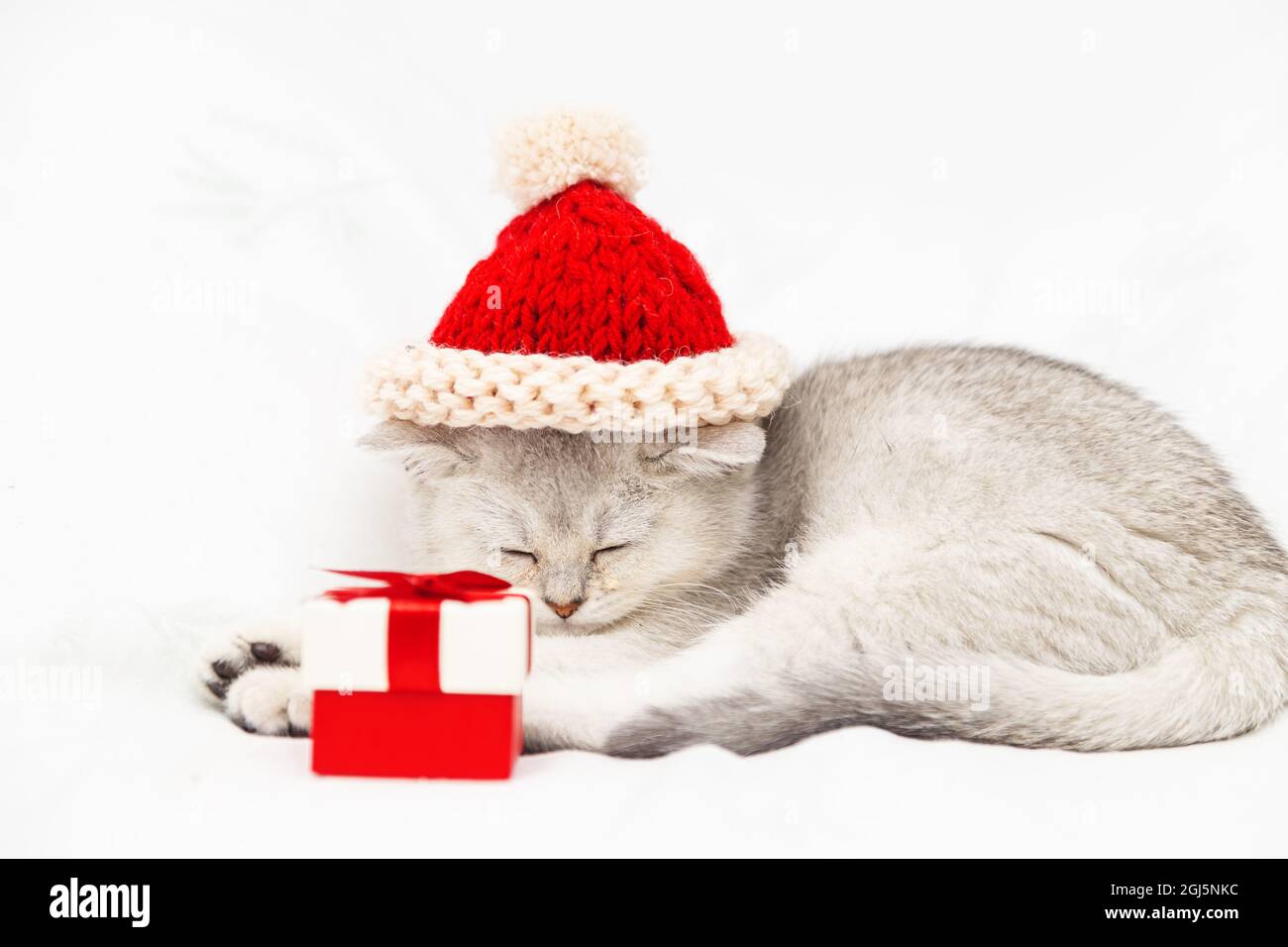 Kleines weißes britisches Kätzchen in einem roten Hut mit einer roten Geschenkbox schläft auf einer weißen Decke. Witziges, neugieriges Haustier. Speicherplatz kopieren. Stockfoto