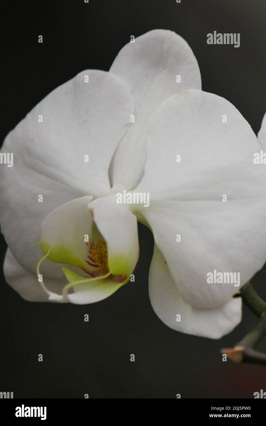 Schöne helle weiße Motte Orchidee bunte Blumen wachsen auf der sonnigen Sommerwiese. Stockfoto