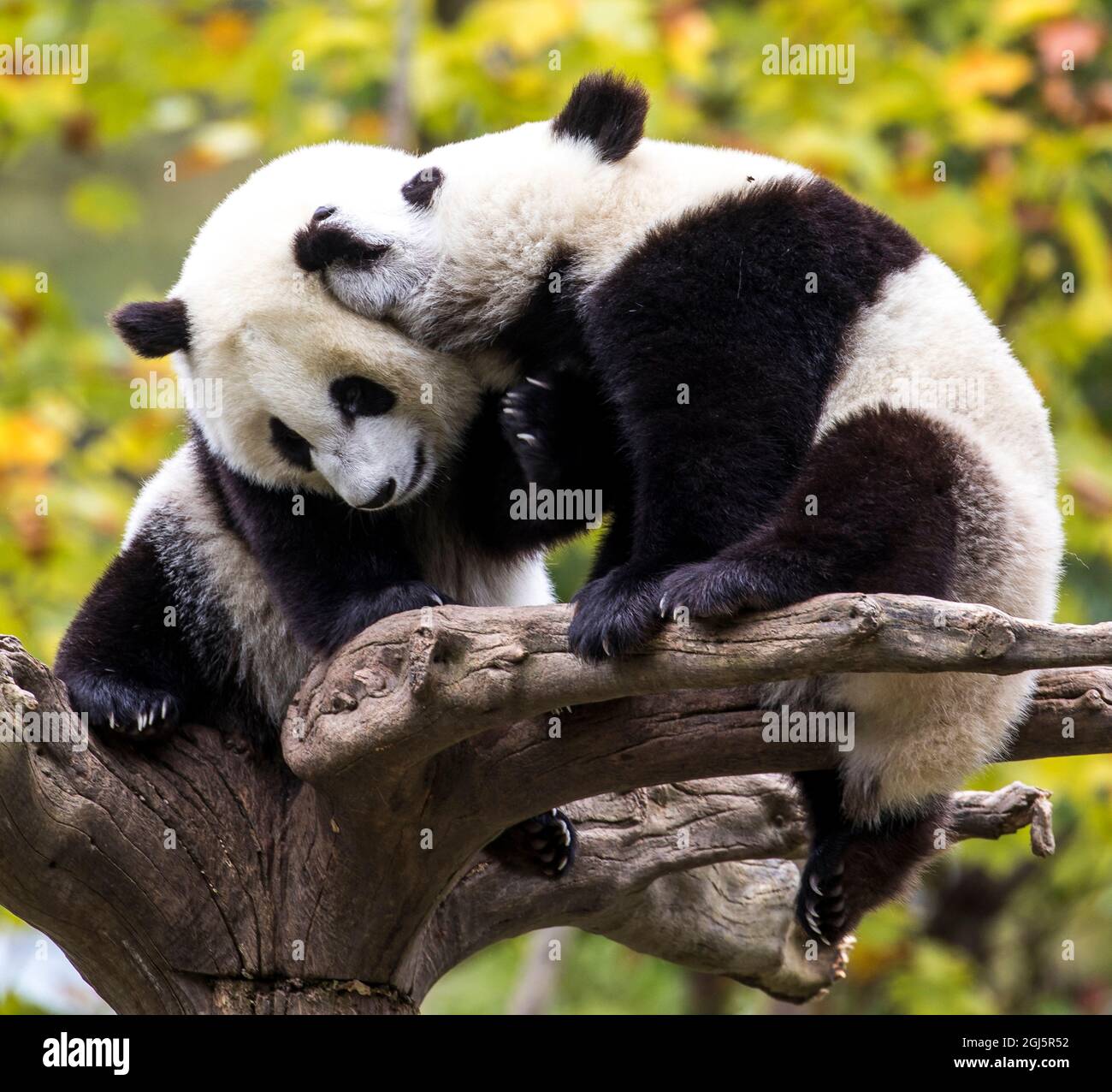 Asien, China, Wolong, Giant Panda, Teil des UNESCO-Netzwerks des Menschen- und Biosphärenreservats Stockfoto