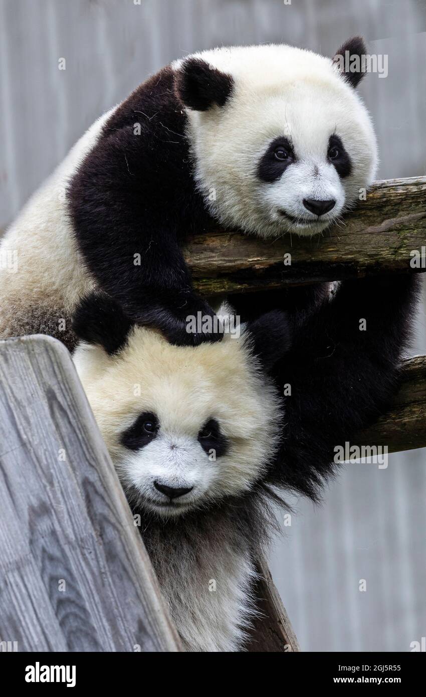 Asien, China, Wolong, Giant Panda, Teil des UNESCO-Netzwerks des Menschen- und Biosphärenreservats Stockfoto
