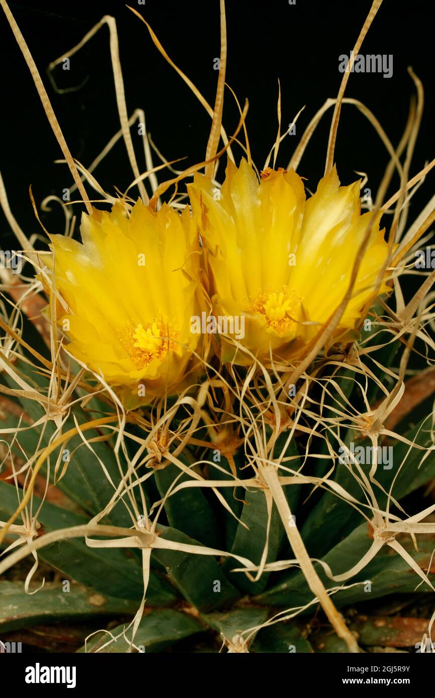 Agave-Kaktus, Prisma Kaktus (Leuchtenbergia Principis), blhend  Stockfotografie - Alamy