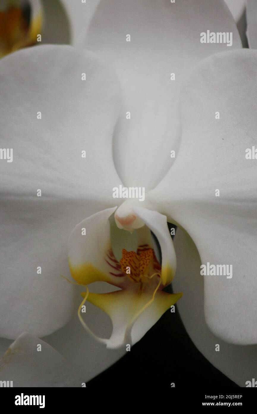 Schöne helle weiße Motte Orchidee bunte Blumen wachsen auf der sonnigen Sommerwiese. Stockfoto