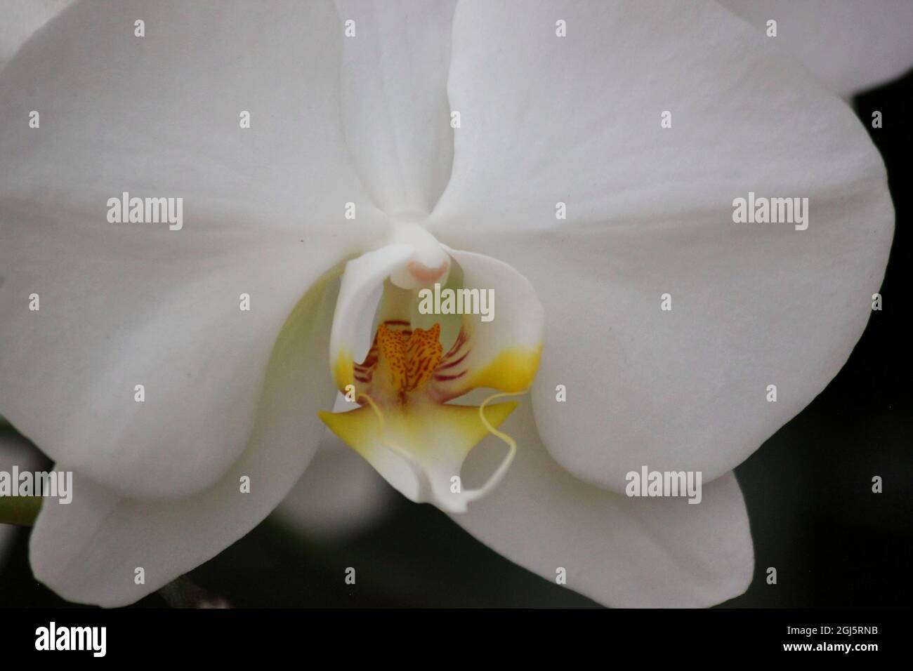 Schöne helle weiße Motte Orchidee bunte Blumen wachsen auf der sonnigen Sommerwiese. Stockfoto