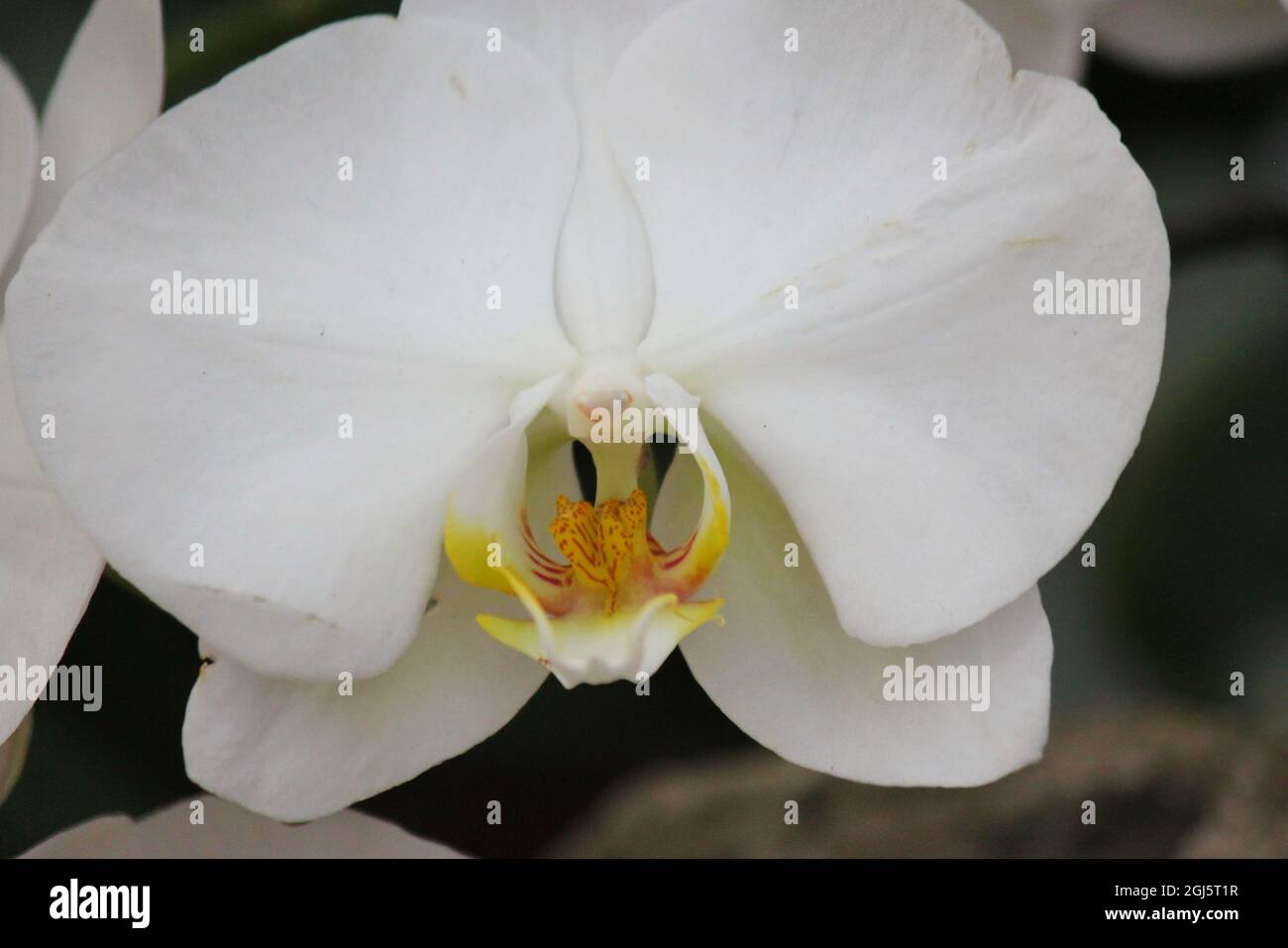 Schöne helle weiße Motte Orchidee bunte Blumen wachsen auf der sonnigen Sommerwiese. Stockfoto