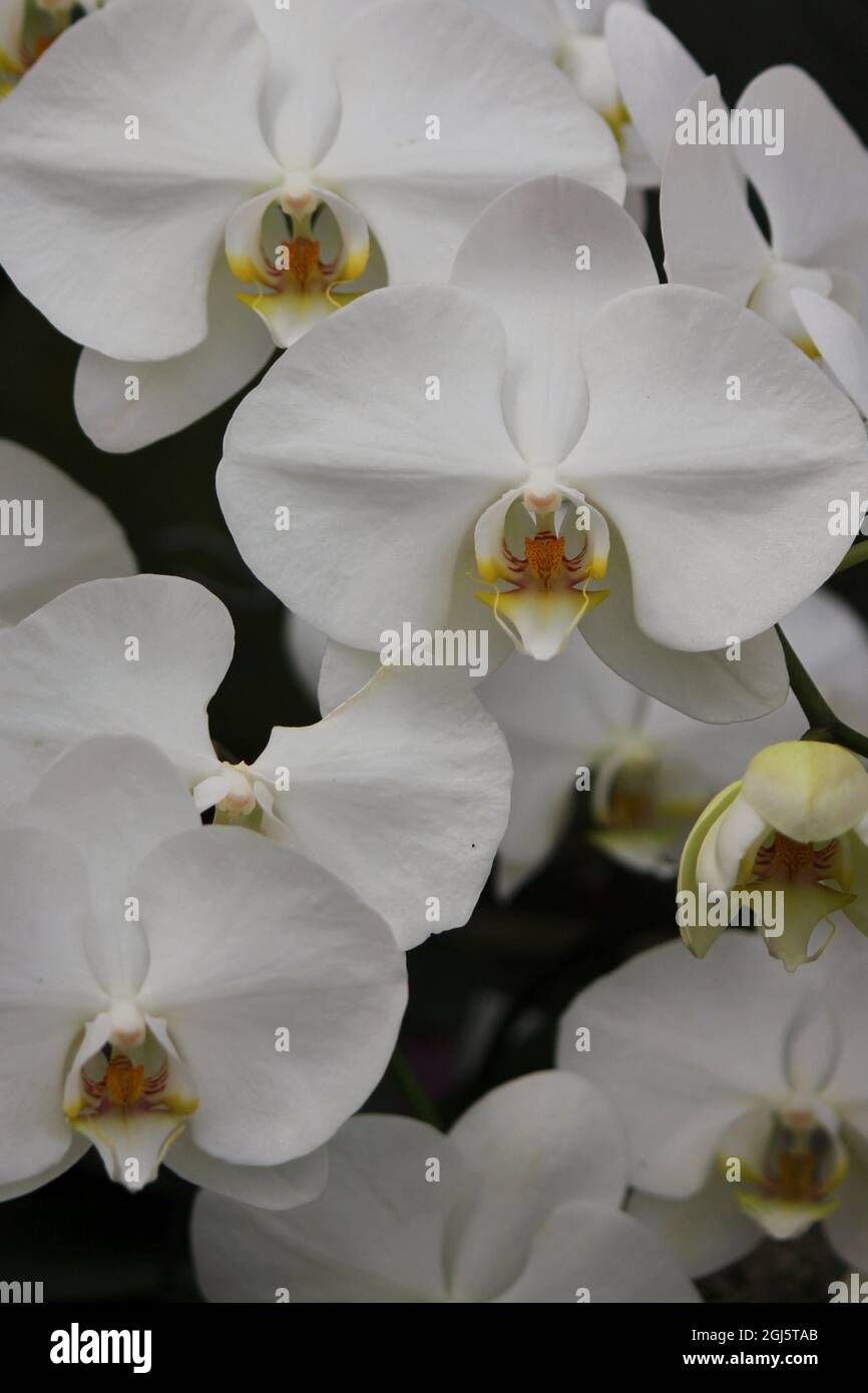 Schöne helle weiße Motte Orchidee bunte Blumen wachsen auf der sonnigen Sommerwiese. Stockfoto