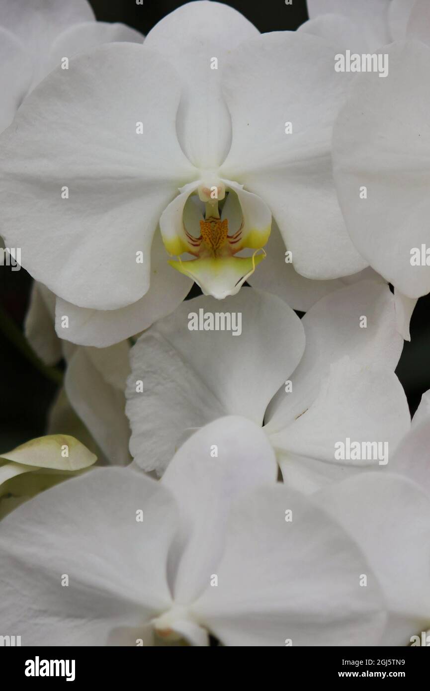 Schöne helle weiße Motte Orchidee bunte Blumen wachsen auf der sonnigen Sommerwiese. Stockfoto