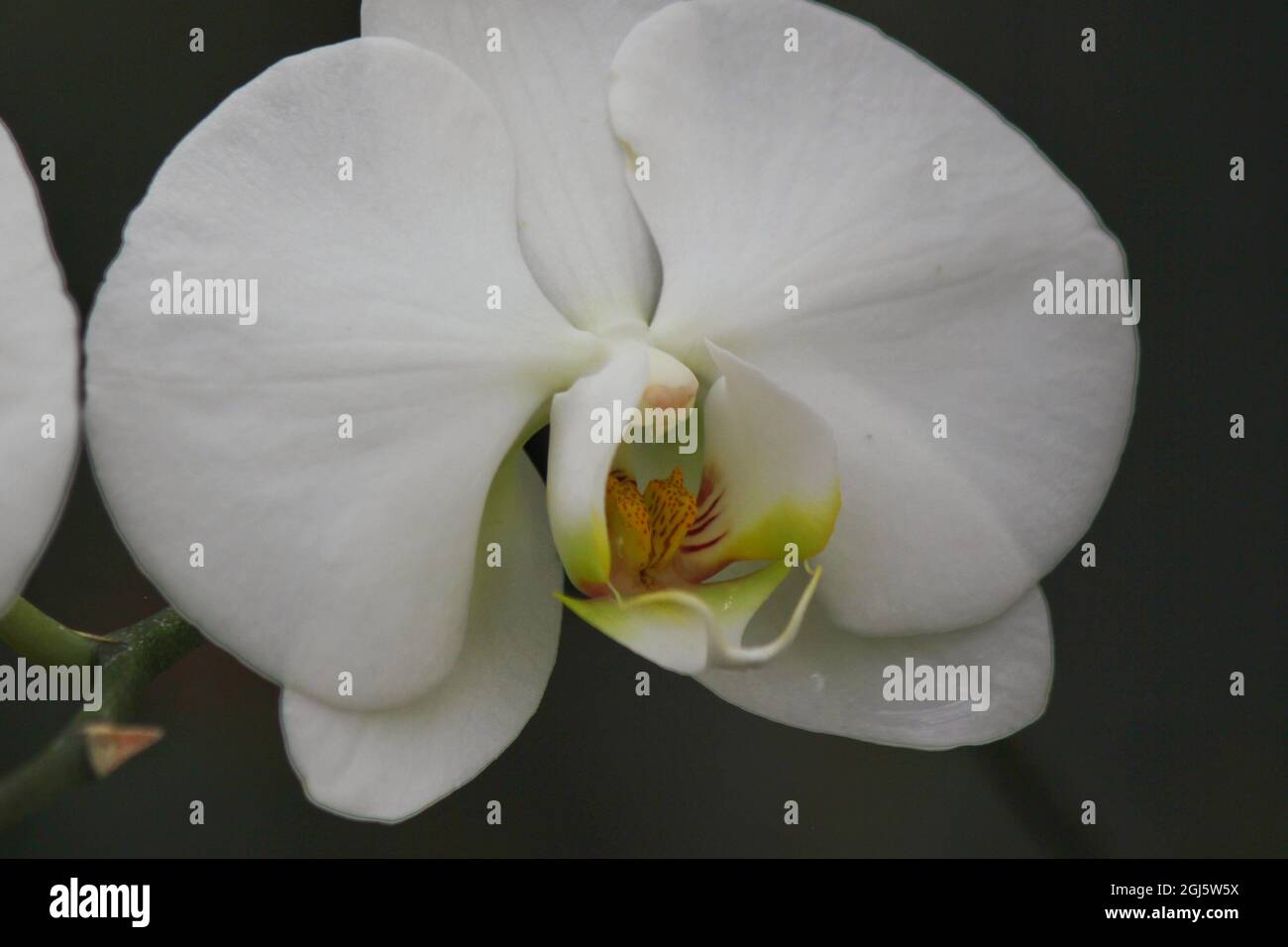 Schöne helle weiße Motte Orchidee bunte Blumen wachsen auf der sonnigen Sommerwiese. Stockfoto