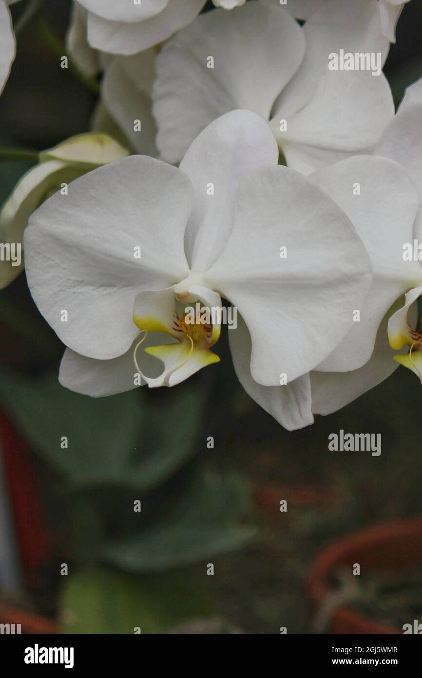 Schöne helle weiße Motte Orchidee bunte Blumen wachsen auf der sonnigen Sommerwiese. Stockfoto