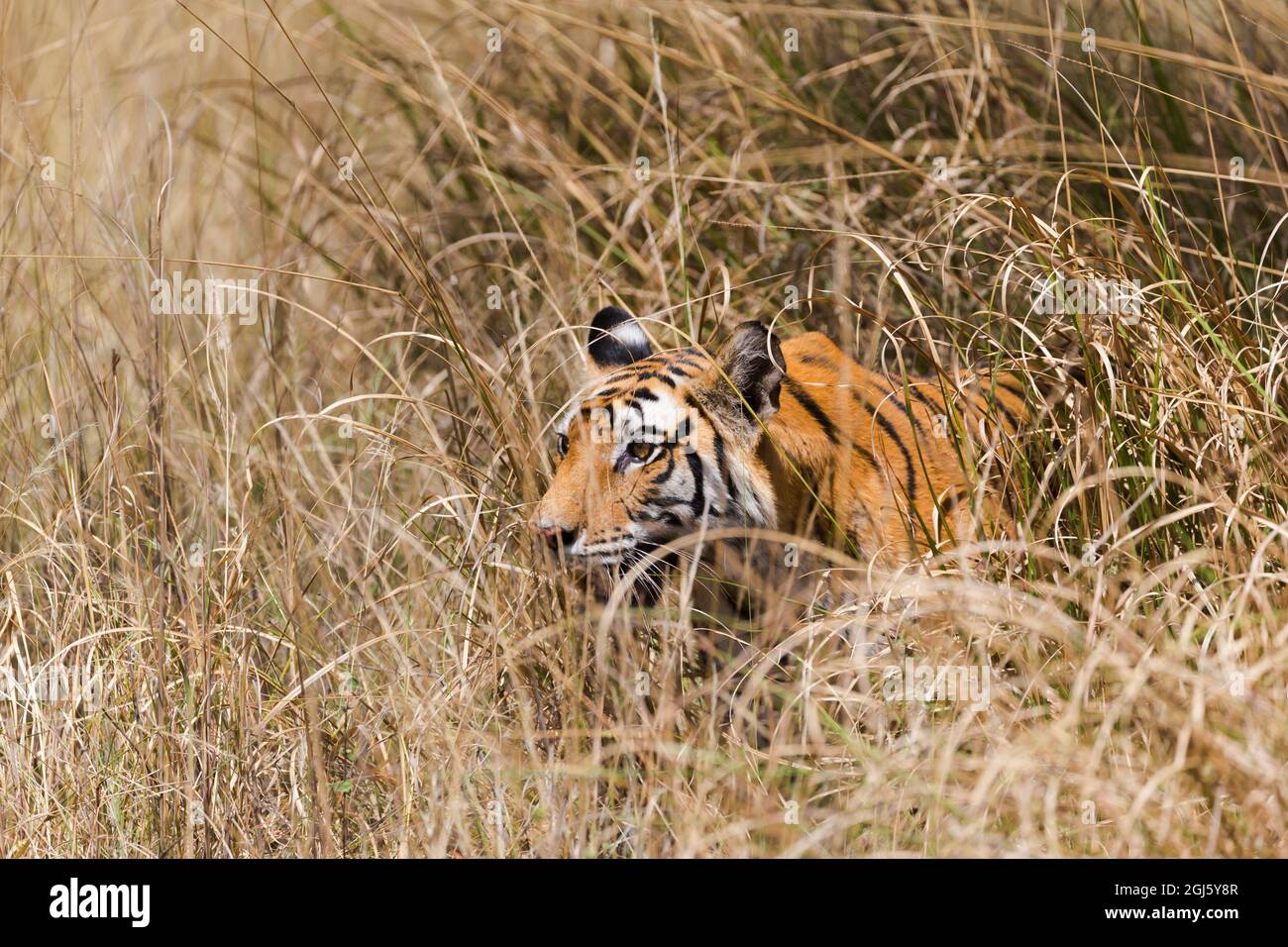 Indien, Madhya Pradesh, Bandhavgarh-Nationalpark. Aus dem dicken Gras tritt eine bengalische Tigerin hervor. Stockfoto