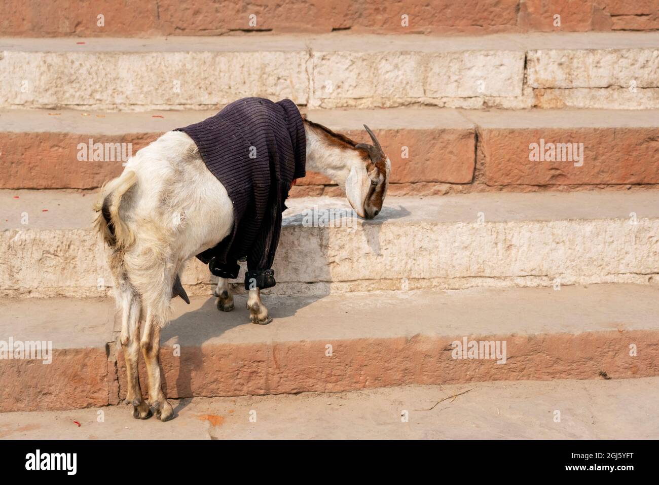 Indien, Uttar Pradesh, Varanasi, Ganges River. Eine Ziege trägt einen Pullover, um sie warm zu halten. Stockfoto