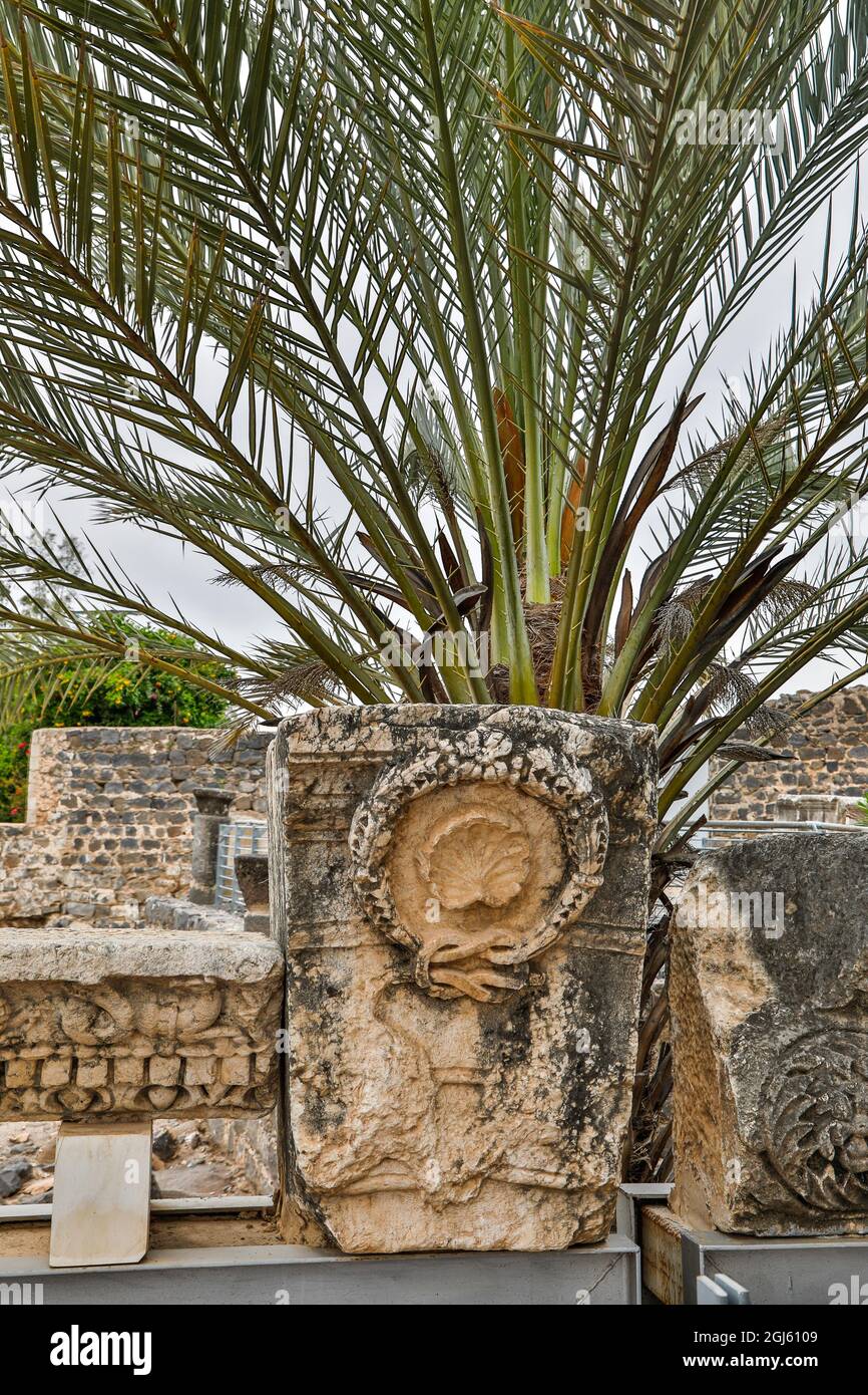 Israel, Kapernaum. Ruinen der Synagoge aus dem 4. Jahrhundert. Die Jakobsmuschel ist ein Symbol der Jüngerschaft. Stockfoto