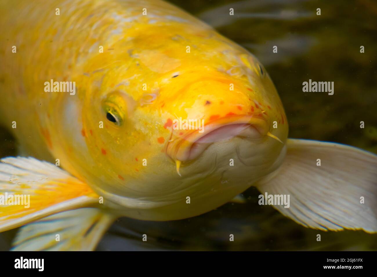 Tokyo japan fish pond Fotos und Bildmaterial in hoher Auflösung Alamy