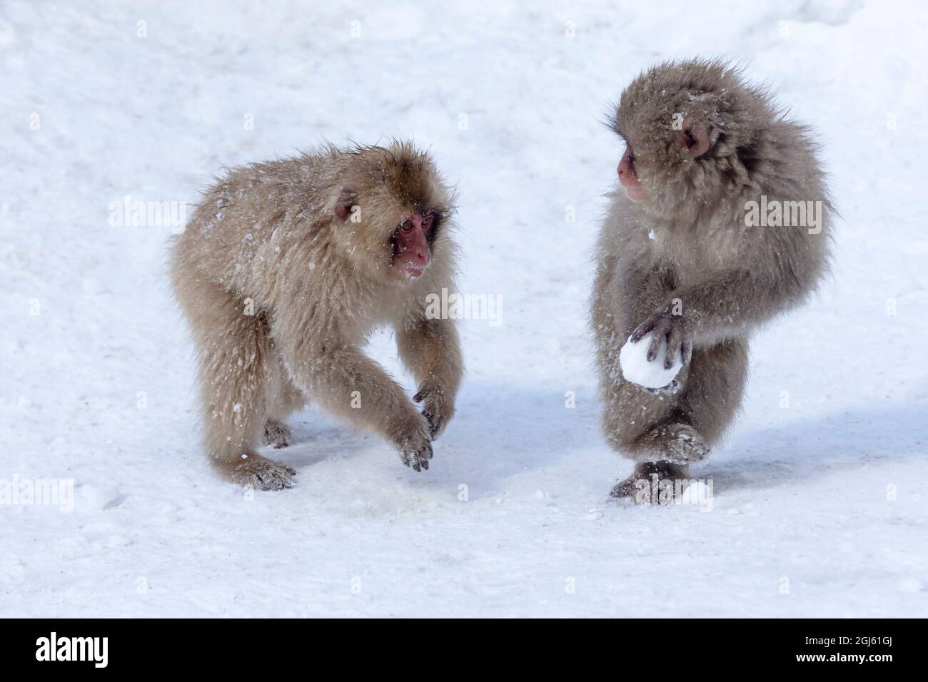 Asien, Japan, Nagano, Jigokudani Yaen Koen, Snow Monkey Park, Japanischer Makak, Macaca fuscata. Junge japanische Makaken spielen mit einem Schneeball. Stockfoto