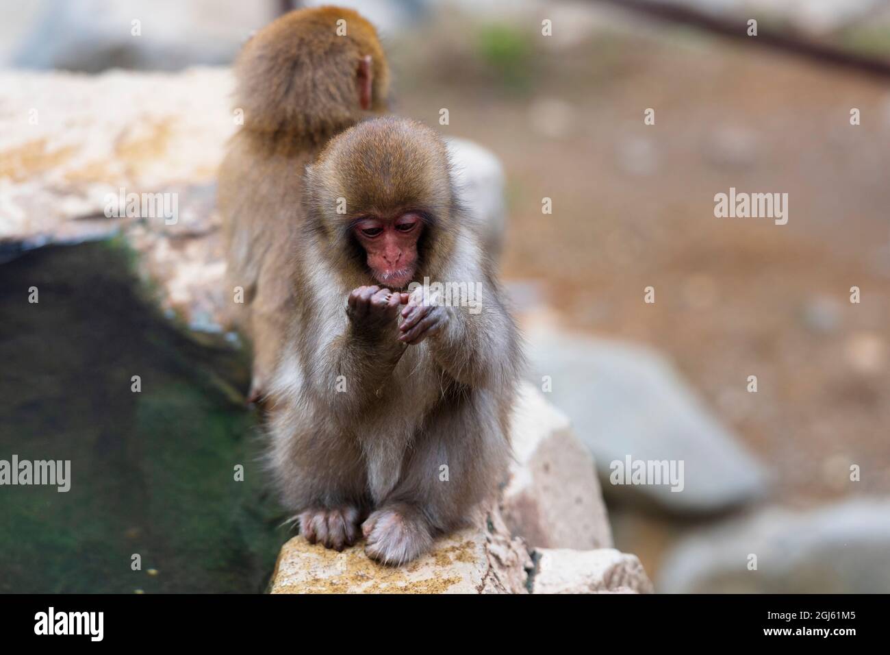 Zwei juvenile Makaken, Schneemaffen, die am Rand der heißen Quellen sitzen und sich pflegen. Jigokudani Monkey Park, Japan. Stockfoto