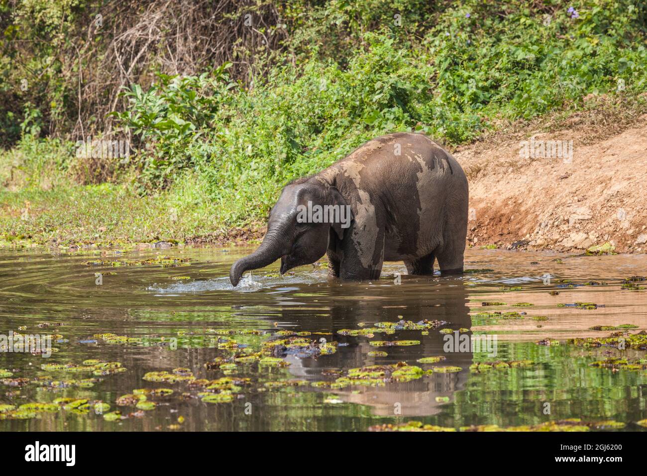 Laos, Sainyabuli. Reifer asiatischer Elefant. Stockfoto