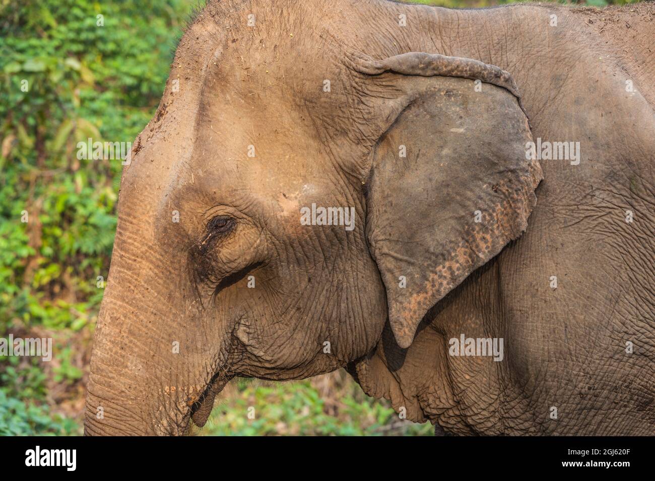 Laos, Sainyabuli. Reifer asiatischer Elefant. Stockfoto
