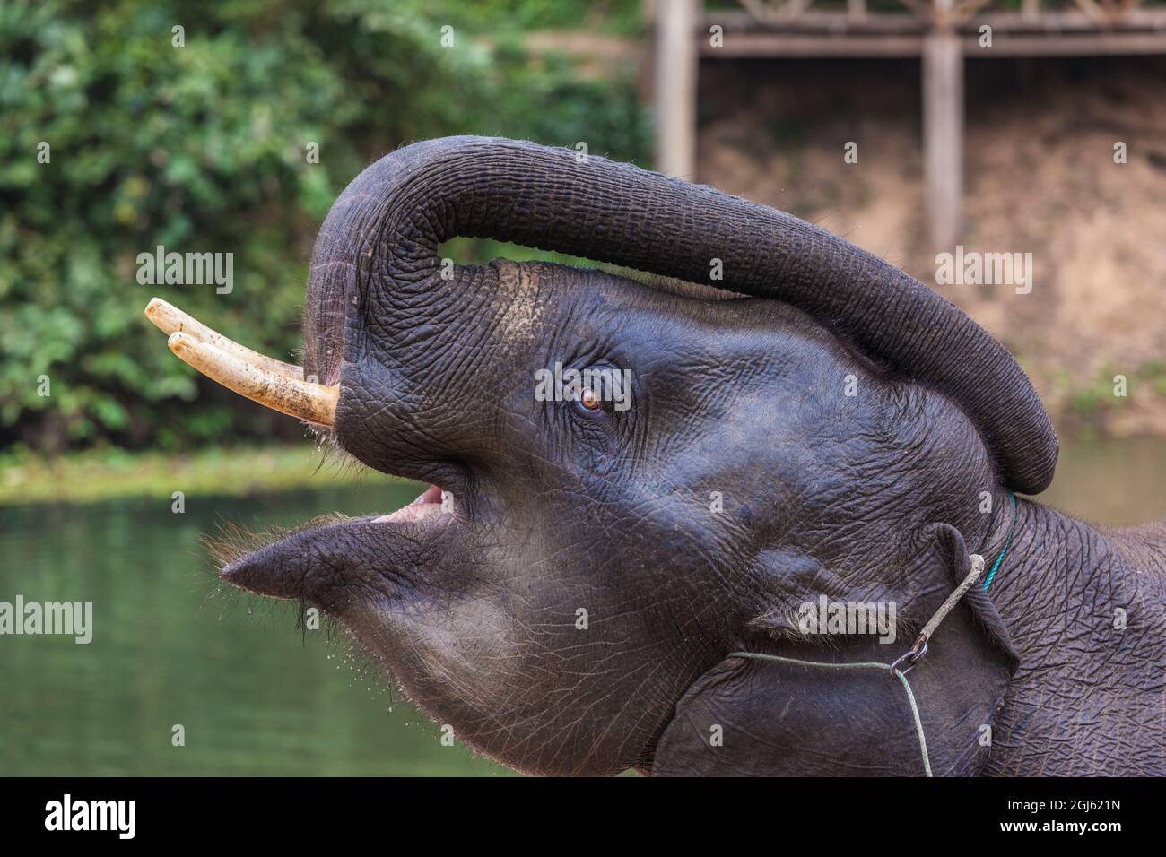 Laos, Sainyabuli. Asiatisches Elefantenkalb. Stockfoto