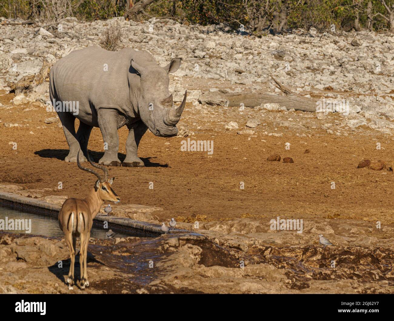 Weiße Nashornbeine (mit quadratischen Lippen) teilen sich ein Wasserloch im Norden Namibias Stockfoto