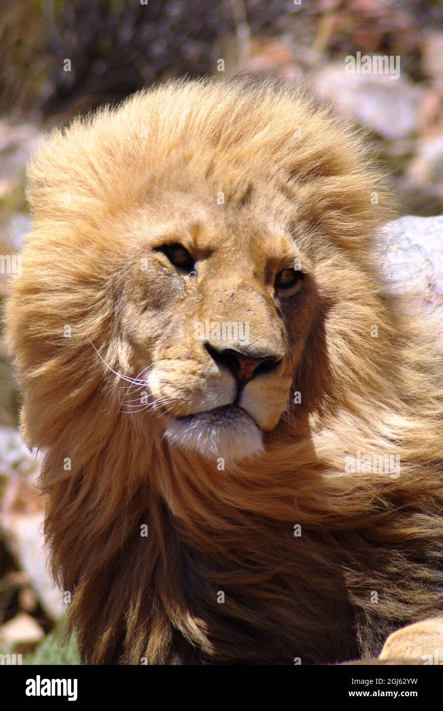 Nahaufnahme eines männlichen Löwen mit einer Mähne, die in die Ferne blickt. Geringe Schärfentiefe. Stockfoto